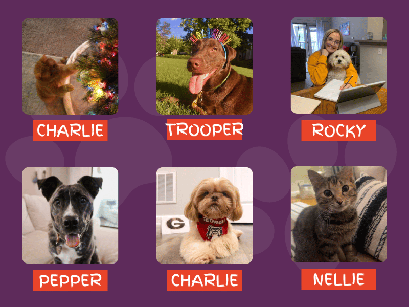 May 2024 Pets of the Month: Charlie, Trooper, Rocky, Pepper, Charlie, and Nellie